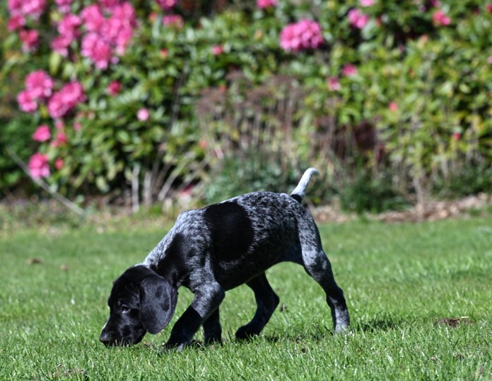 Pups april 2026