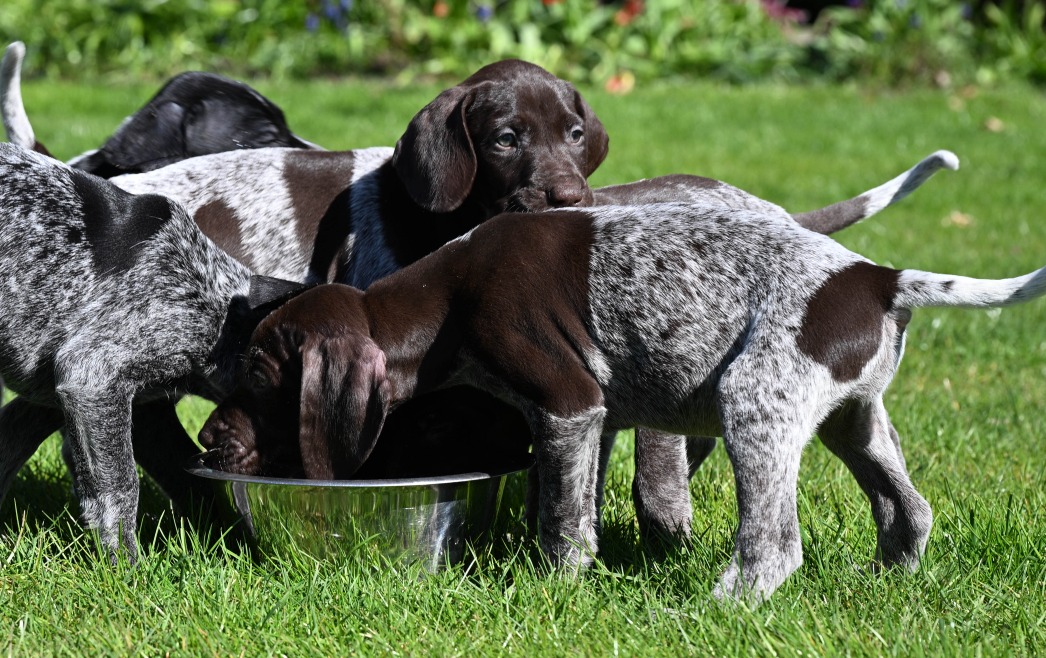 Pups april 2026