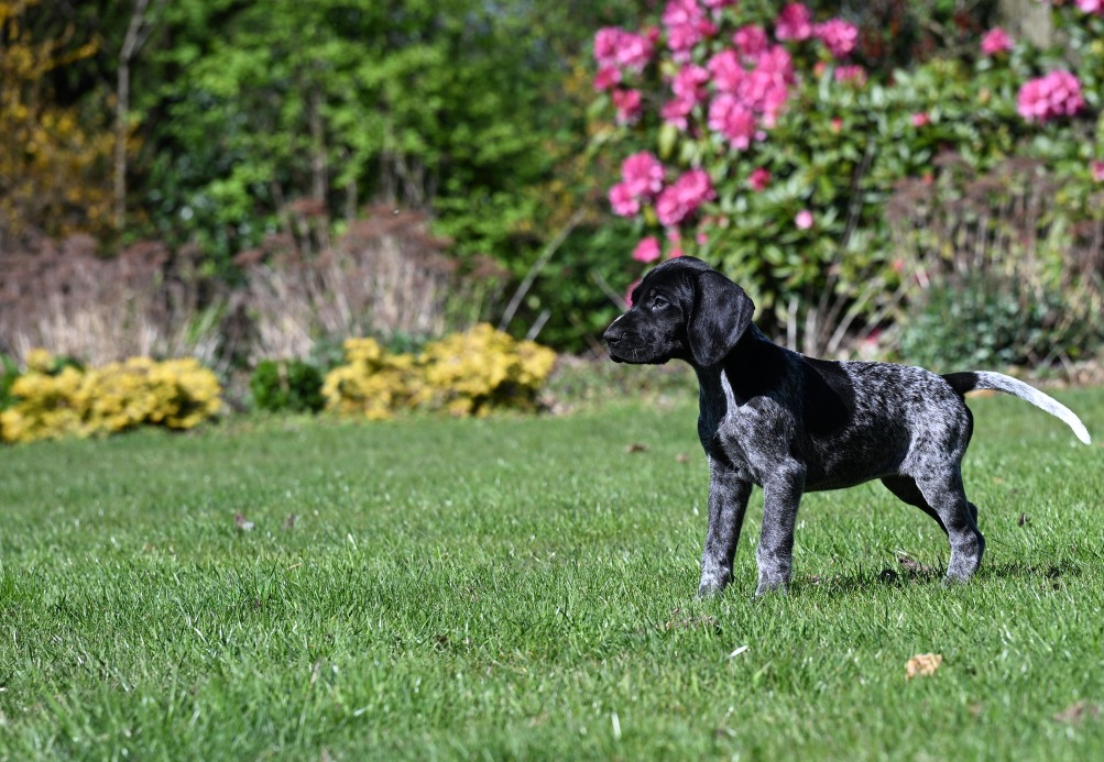 Pups april 2026
