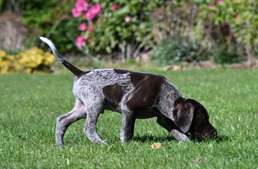 Pups april 2026