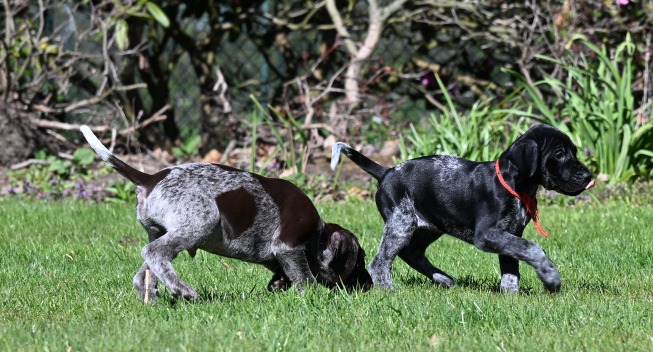 Pups april 2026