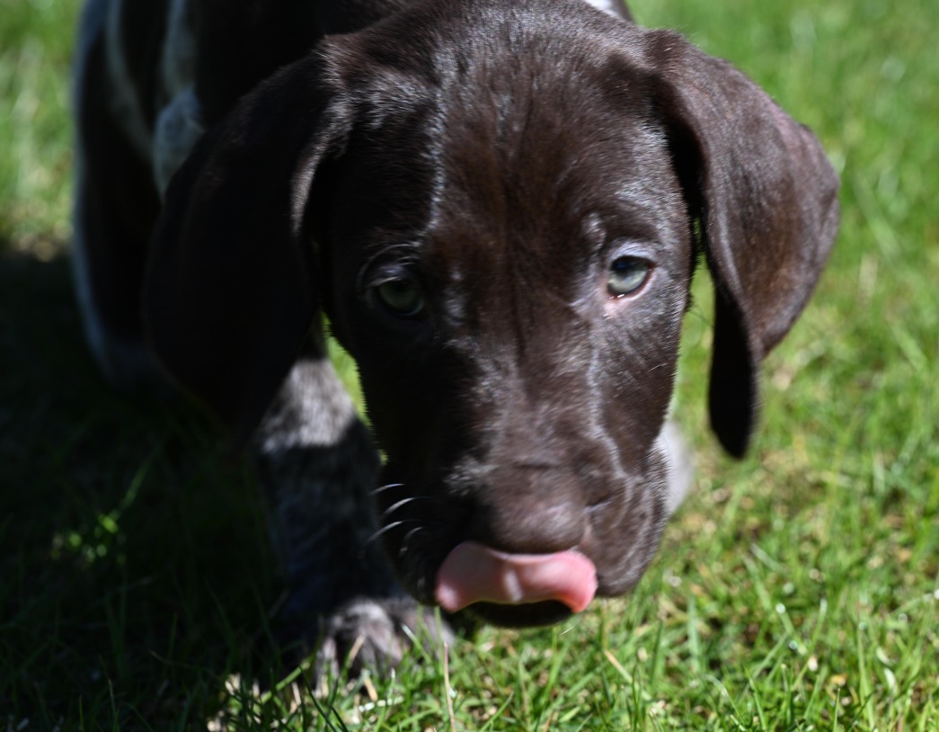 Pups april 2026