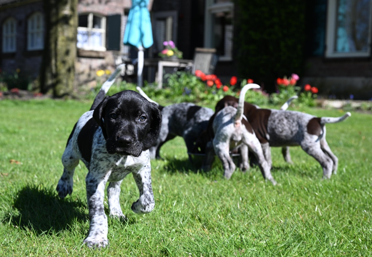 Pups april 2026