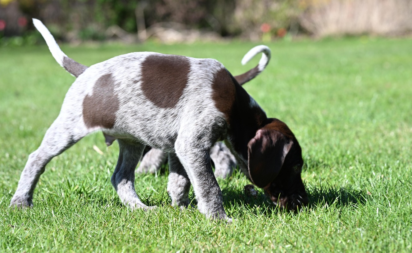 Pups april 2026