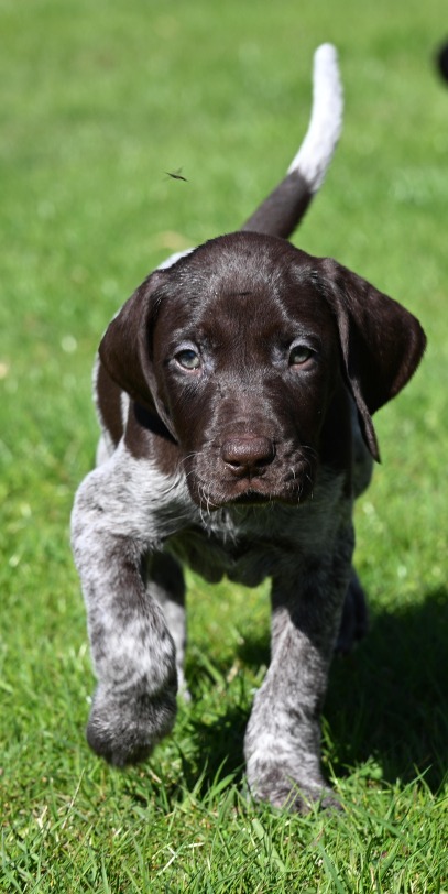 Pups april 2026