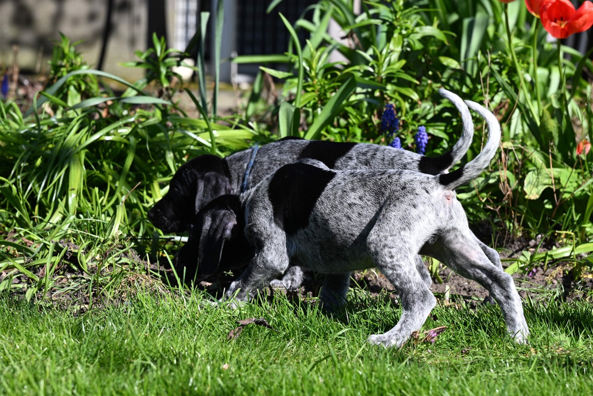Pups april 2026