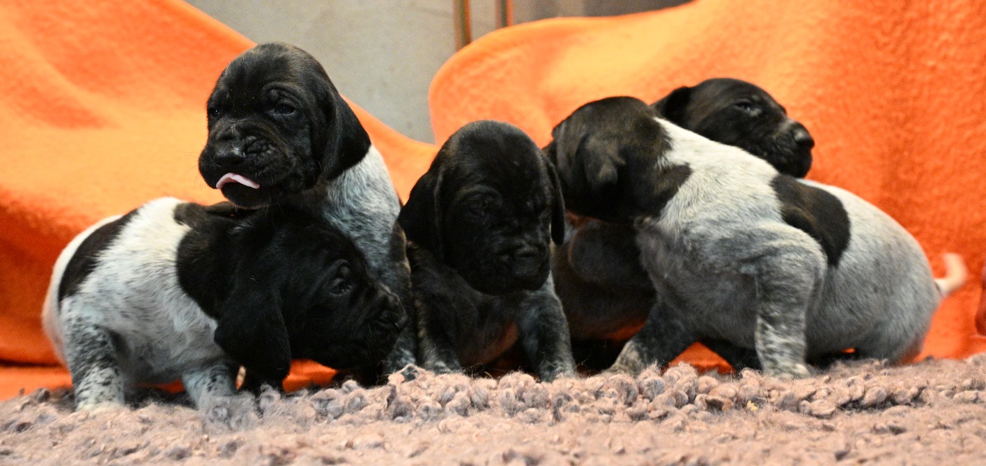 Pups februari 2026