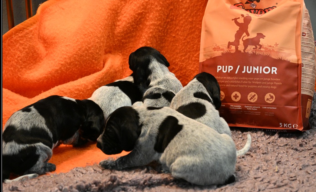 Pups februari 2026