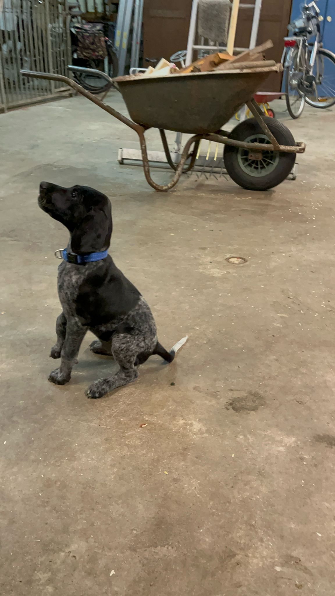 pup 10 weken
